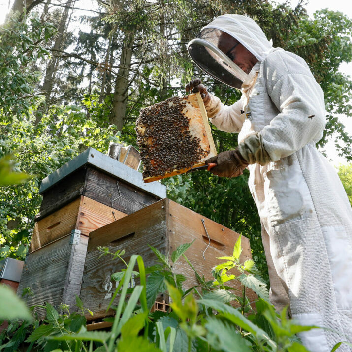 apiculture bio