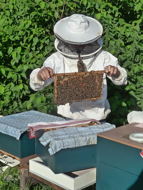 beekeeper 985082 640
