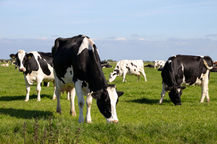 black,and,white,holstein,friesian,cattle,cows,grazing,on,farmland.