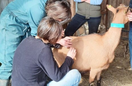 formation acupuncture